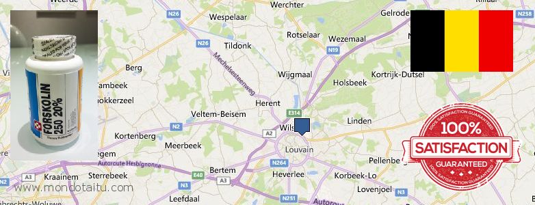 Wo kaufen Forskolin online Leuven, Belgium