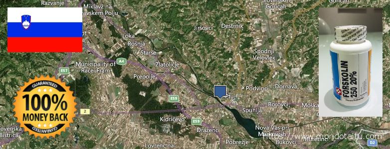 Dove acquistare Forskolin in linea Ptuj, Slovenia