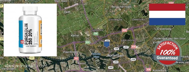 Where to Buy Forskolin Diet Pills online Rotterdam, Netherlands